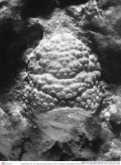 Historisches Foto von Pegomyrmekella chaulia (Robins, Feldmann & Schweitzer, 2013) (NHMW-AFW-GEO-BACHMAYER-FOTO-1990-0041-1947)